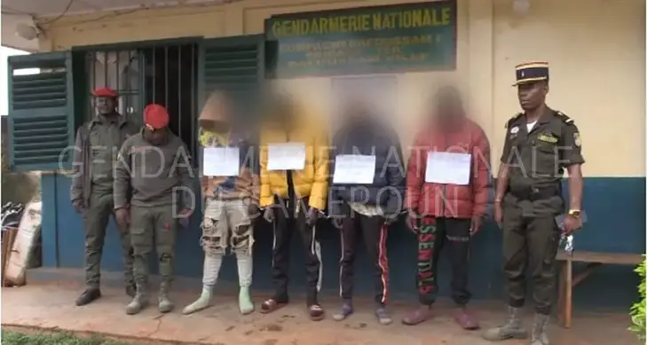 Image de Faits Divers. Le paysage tranquille de la ville de Bafoussam a été secoué par un récent coup de filet de la Brigade Territoriale de la gendarmerie, qui a mis hors d'état de nuire quatre individus présumés impliqués dans des actes de kidnapping. Cette opération de grande envergure, résultat d'une enquête minutieuse déclenchée après le dépôt d'une plainte, a permis d'appréhender les suspects et de mettre en lumière un réseau de ravisseurs qui sévissait dans la région. Tout a commencé le 27 octobre 2023, lorsque les parents d'une jeune élève en classe de 3ème année au CETIC de Gouache ont déposé une plainte pour enlèvement. La victime, une adolescente de 16 ans, avait été kidnappée à son retour des cours par cinq hommes circulant à moto, à proximité du lieu-dit "Entrée palace" à Bafoussam 2. Le récit tragique qui a suivi a révélé un enlèvement brutal, une séquestration dans une résidence inconnue, des actes de violence, de drogue, et un viol prolongé. L'intervention rapide et coordonnée de la Brigade Territoriale de Bafoussam 1 a permis de recueillir des informations cruciales auprès de la victime et d'organiser une descente réussie au village Kamkop le 1er novembre 2023. L'Adjudant-Chef NKOUTOU MBITA Achille Noël, commandant de la brigade, a dirigé cette opération qui a abouti à l'arrestation de quatre des cinq ravisseurs présumés. Ces individus, tous des moto-taximen âgés entre 22 et 24 ans, ont rapidement avoué leur participation aux crimes odieux. La perquisition du domicile des suspects a conduit à la récupération des effets personnels de la victime, y compris son sac d'école, ses cahiers, ses livres, et son téléphone portable. Ces éléments de preuve renforcent le dossier de l'accusation contre les ravisseurs, qui ont été déférés devant le Parquet du Tribunal de Grande Instance de Bafoussam le mardi 7 novembre 2023. L'enquête se poursuit activement, avec les autorités cherchant toujours le cinquième suspect qui demeure introuvable. L'impact de cette opération va au-delà de l'arrestation des individus impliqués ; il souligne l'engagement des forces de l'ordre à assurer la sécurité des citoyens et à mettre fin aux activités criminelles qui menacent la quiétude de la société. Cet événement soulève également des questions cruciales sur la sécurité dans la région de Bafoussam et sur les mesures supplémentaires nécessaires pour prévenir de tels incidents à l'avenir. La collaboration entre la population, les autorités locales et les forces de l'ordre apparaît comme une composante essentielle de la réponse aux défis sécuritaires. Alors que la ville reprend son souffle après cette série d'événements troublants, il est impératif de réfléchir aux solutions à long terme pour renforcer la sécurité, promouvoir la vigilance communautaire et garantir que de telles atrocités ne se reproduisent pas. Les discussions sur la sécurité locale, les initiatives de sensibilisation et les mesures de prévention sont autant de domaines à explorer dans le cadre d'un dialogue plus large sur la sécurité à Bafoussam et dans d'autres régions confrontées à des défis similaires. Comment la communauté peut-elle contribuer à renforcer la sécurité locale ? Quelles leçons pouvons-nous tirer de cet événement pour améliorer la coordination entre les autorités et la population ? Ce sont des questions cruciales qui méritent une réflexion approfondie et une action collective pour garantir la sécurité et le bien-être de tous les citoyens.